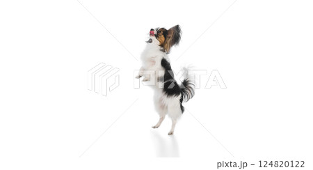 Adorable, purebred Papillon dog standing on hind legs with tongue out, catching food isolated on white background 124820122