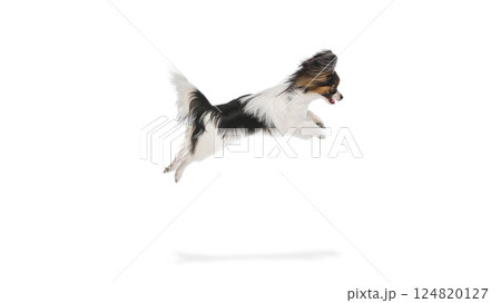 Active and playful Papillon dog with fluffy fur captured mid-air in dynamic leap, playing isolated on white background 124820127