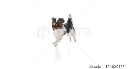 Active, playful purebred dog in motion, cheerfully running isolated on white background Active, playful purebred dog in motion, cheerfully running isolated on white background 124820135