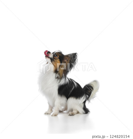 Cute, fluffy Papillon dog with tri-color fur sitting attentively with its head tilted upwards and tongue slightly out isolated on white background Cute, fluffy Papillon dog with tri-color fur sitting attentively with its head tilted upwards and tongue slightly out isolated on white background 124820154