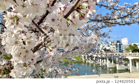 満開の桜越しに見る殿橋〈乙川河川緑地/愛知県岡崎市〉 124820501