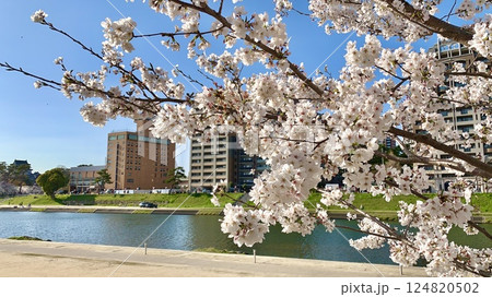 満開の桜越しに岡崎城公園のある乙川右岸を臨む〈乙川河川緑地/愛知県岡崎市〉 124820502