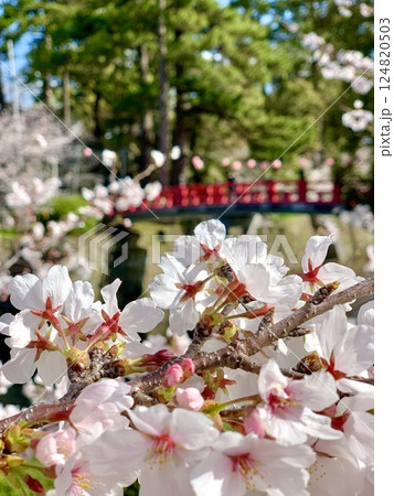 満開の桜越しに見る朱色の神橋〈岡崎城公園(龍城堀)/愛知県岡崎市〉 124820503