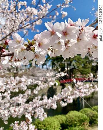 満開の桜越しに見る朱色の神橋〈岡崎城公園(龍城堀)/愛知県岡崎市〉 124820504