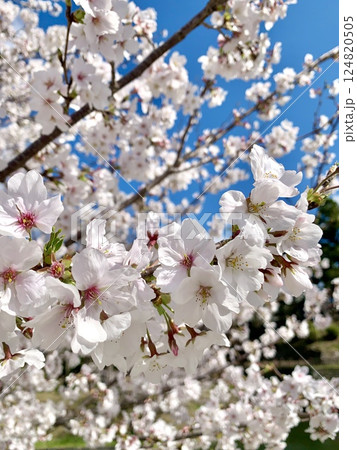 青空に映える満開の桜〈岡崎城公園(龍城堀ほとり)/愛知県岡崎市〉 124820505