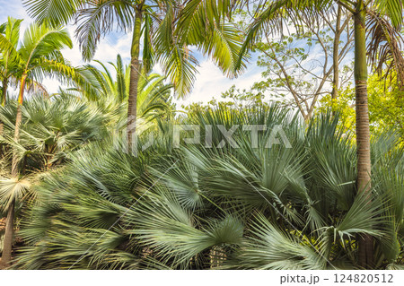 The Historical Botanical Garden La Concepcion in Malaga city at Andalusia, Spain, Europe. Lush tropical foliage, palm trees and vibrant green leaves under a bright sky. 124820512