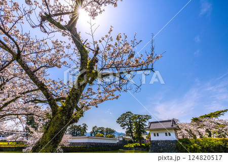 日本の小田原都市景観　インバウンドに沸く小田原城跡。桜が満開。（外国人観光客らが続々）＝8日 124820517