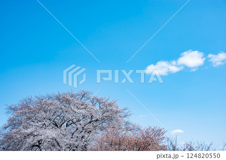 青空と満開の桜 124820550