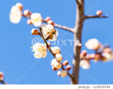 満開の梅の蜜を懸命に集めるかわいいミツバチ 124820594