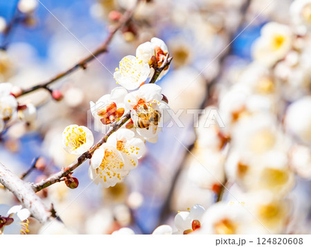 満開の梅の蜜を懸命に集めるかわいいミツバチ 124820608