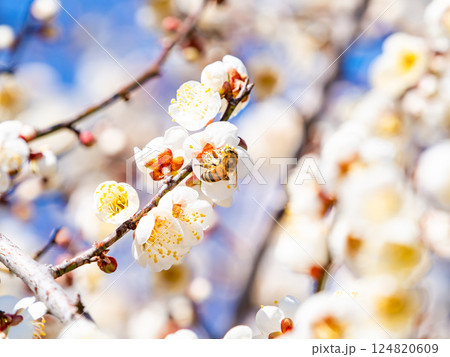 満開の梅の蜜を懸命に集めるかわいいミツバチ 124820609