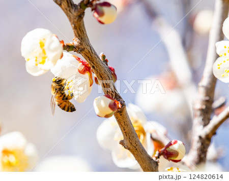 満開の梅の蜜を懸命に集めるかわいいミツバチ 124820614