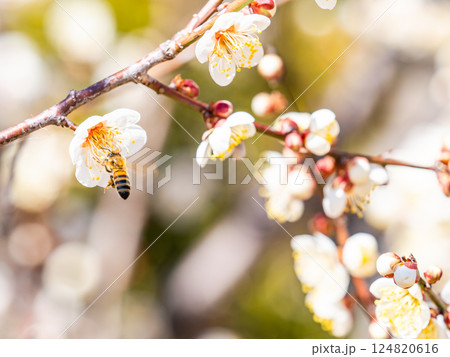 満開の梅の蜜を懸命に集めるかわいいミツバチ 124820616