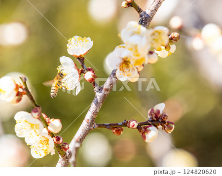 満開の梅の蜜を懸命に集めるかわいいミツバチ 満開の梅の蜜を懸命に集めるかわいいミツバチ 124820620