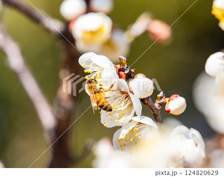 満開の梅の蜜を懸命に集めるかわいいミツバチ 満開の梅の蜜を懸命に集めるかわいいミツバチ 124820629