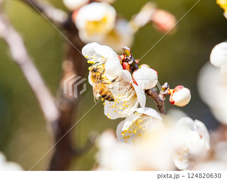 満開の梅の蜜を懸命に集めるかわいいミツバチ 124820630
