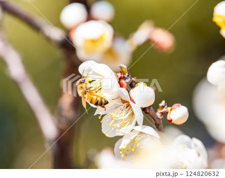 満開の梅の蜜を懸命に集めるかわいいミツバチ 満開の梅の蜜を懸命に集めるかわいいミツバチ 124820632