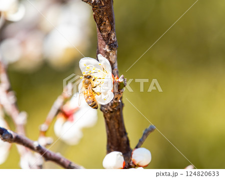 満開の梅の蜜を懸命に集めるかわいいミツバチ 満開の梅の蜜を懸命に集めるかわいいミツバチ 124820633