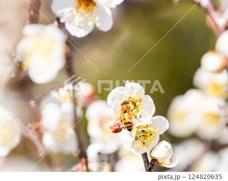 満開の梅の蜜を懸命に集めるかわいいミツバチ 満開の梅の蜜を懸命に集めるかわいいミツバチ 124820635