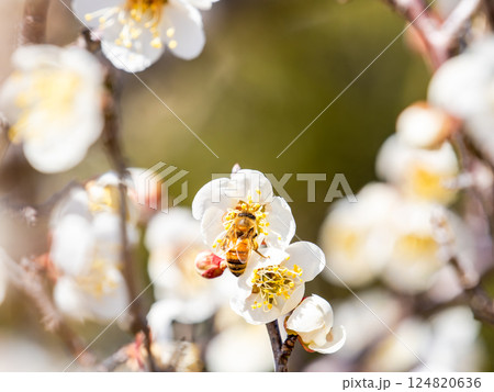 満開の梅の蜜を懸命に集めるかわいいミツバチ 満開の梅の蜜を懸命に集めるかわいいミツバチ 124820636