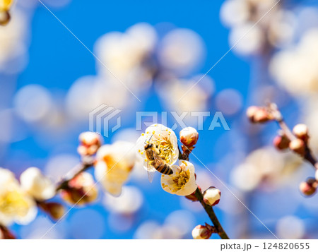 満開の梅の蜜を懸命に集めるかわいいミツバチ 満開の梅の蜜を懸命に集めるかわいいミツバチ 124820655