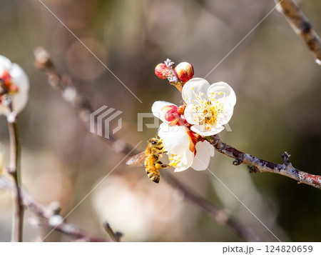 満開の梅の蜜を懸命に集めるかわいいミツバチ 124820659