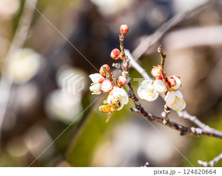 満開の梅の蜜を懸命に集めるかわいいミツバチ 124820664