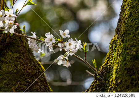 所沢市 航空公園少年スポーツ広場の桜 所沢市 航空公園少年スポーツ広場の桜 124820699