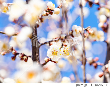 春の訪れを告げる満開の清楚な白梅 124820724