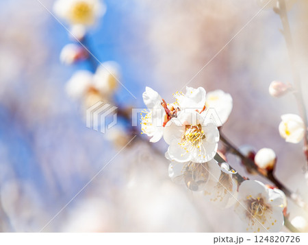 春の訪れを告げる満開の清楚な白梅 124820726