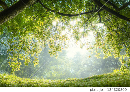 新緑の背景素材 新緑の背景素材 124820800