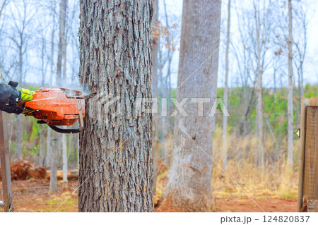 Worker uses chainsaw to fell tree in wooded area surrounded by sparse foliage Worker uses chainsaw to fell tree in wooded area surrounded by sparse foliage 124820837