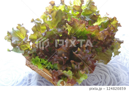 サニーレタス　リーフレタス　野菜 124820859