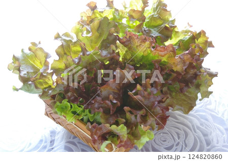サニーレタス リーフレタス 野菜 サニーレタス リーフレタス 野菜 124820860