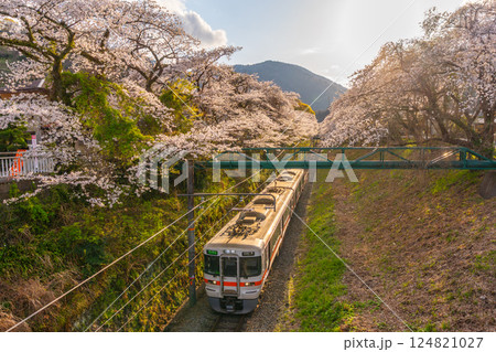 御殿場線と桜 山北駅 御殿場線と桜 山北駅 124821027