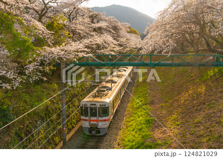 御殿場線と桜 山北駅 御殿場線と桜 山北駅 124821029
