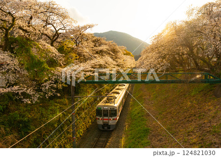御殿場線と桜　山北駅 124821030