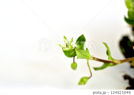 Grass stem with flower, close-up. Grass stem with flower, close-up. 124821049