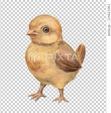 Vintage Easter baby chick in a nostalgic watercolor style. Realistic hand drawn artwork with fine texture and soft yellow tone. Perfect for card design. Ideal for print and festive holiday decoration. Vintage Easter baby chick in a nostalgic watercolor style. Realistic hand drawn artwork with fine texture and soft yellow tone. Perfect for card design. Ideal for print and festive holiday decoration. 124821061