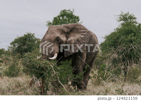 Elephant in savannah 124821150