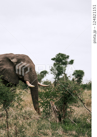 Elephant in savannah 124821151