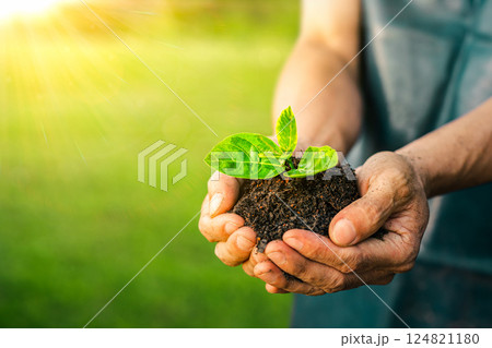 Men hands holding green seedling, sprout over soil. Top view with space for text. Copy space. New life, eco, sustainable living, zero waste, plastic free, earth day, investment concept. Gardening time 124821180