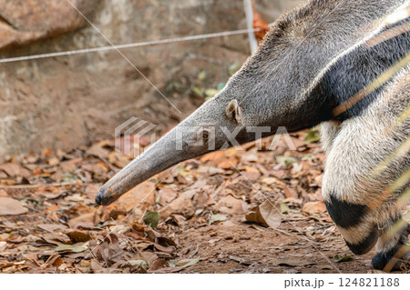 Close up anteater, cute animal from Brazil. Giant Anteater, Myrmecophaga tridactyla, animal with long tail ane long nose, Pantanal, Brazil. Wildlife scene from wild nature. 124821188