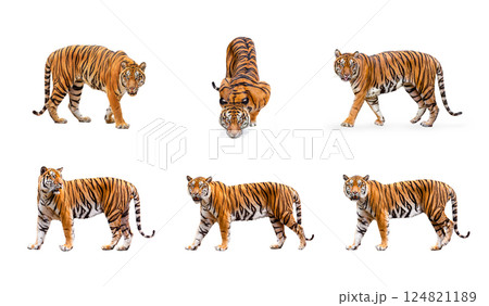 collection, royal tiger (P. t. corbetti) isolated on white background clipping path included. The tiger is staring at its prey. Hunter concept. collection, royal tiger (P. t. corbetti) isolated on white background clipping path included. The tiger is staring at its prey. Hunter concept. 124821189