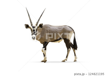 Wild Arabian Oryx leucoryx,Oryx gazella or gemsbok isolated on white background. large antelope in nature habitat, Wild animals in the savannah. Animal with big straight antler horn. 124821195