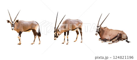 Collection, Wild Arabian Oryx leucoryx,Oryx gazella or gemsbok isolated on white background. large antelope in nature habitat, Wild animals in the savannah. Animal with big straight antler horn. 124821196