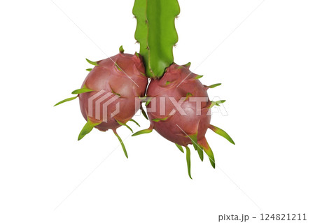 fresh whole Dragon fruit, pitahaya (pitaya) isolated on white background, clipping path included. Two fresh dragon fruits hang from the tree. creative summer food concept. full depth of field. 124821211