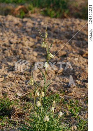 アミガサユリの花02 124821221