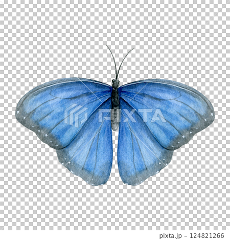 Watercolor of blue butterfly isolated on a white background. Good for postcards, invitations, greeting cards, wallpaper, textiles Watercolor of blue butterfly isolated on a white background. Good for postcards, invitations, greeting cards, wallpaper, textiles 124821266