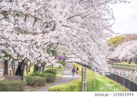 鶴生田川の桜と鯉のぼり 群馬県館林市 鶴生田川の桜と鯉のぼり 群馬県館林市 124821954